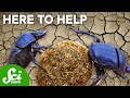 Understanding Dung Beetles and Their Impact