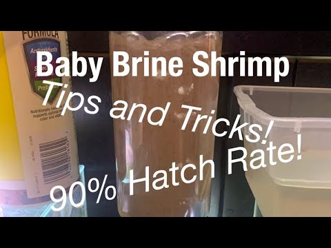 Hatching Baby Brine Shrimp 90% hatch rate! Jehmco Brine Hatchery

https_//www.jehmco.com/html/brine_shrimp_hatcheries.html