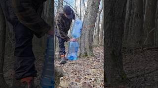 Checking my maple taps