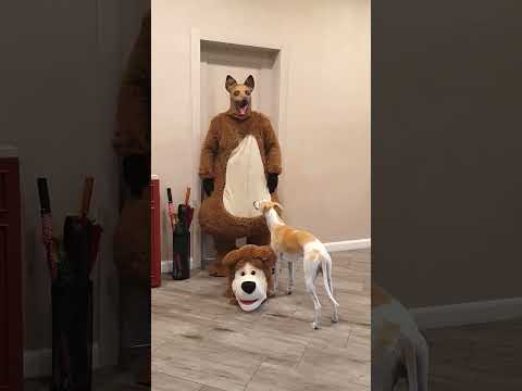 Funny dogs brings a bear's head