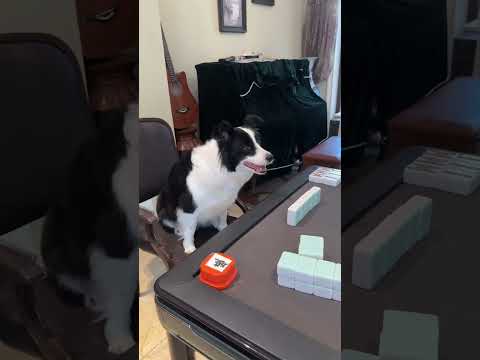 邊牧成精了 想了那麼久我終於破案了 #边牧打麻将 #games #边牧软软 #funny #pets