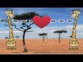 Natural Selection and Giraffe Adaptations