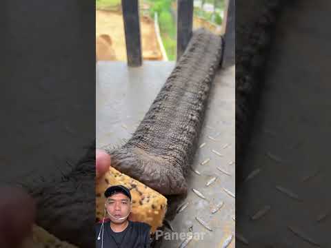 Gajah Lucu Minta Makan! 😍 Belalai Ajaibnya Bikin Ngakak 😂