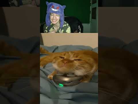 katze bekommt massierung