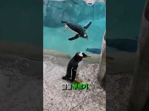 길을 잃은 펭귄의 따뜻한 귀환 ❤️🥹