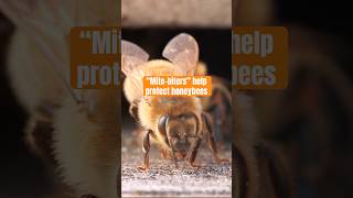 Honeybees Fight Back Against Mites | #DeepLook #Shorts #bees