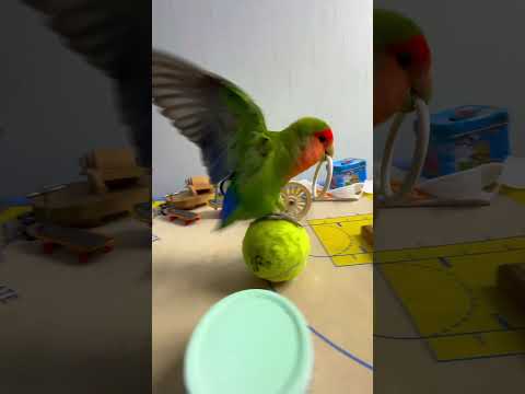 Bird Training : Smart lovebird Parrot | Smart Little Cute Parrot #training #smartparrot #cute