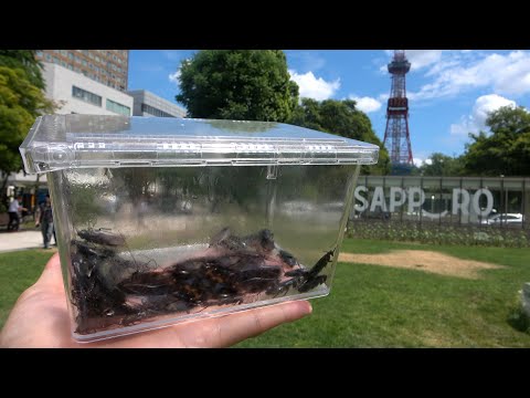北海道でゴキブリが大量発生してる