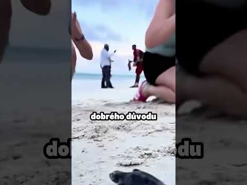 Proč Malé Želvy Musí Riskovat Život Hned Po Narození