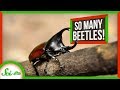 Beetle Evolution and Adaptation Concepts
