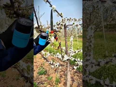 "Stronger Branches, Bigger Harvests: Pruning Essentials!"#satisfying #pruning #shorts