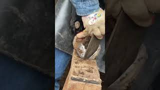 The donkey's hoof is too long and has holes丨ASMR丨Donkey hoof cutting sound