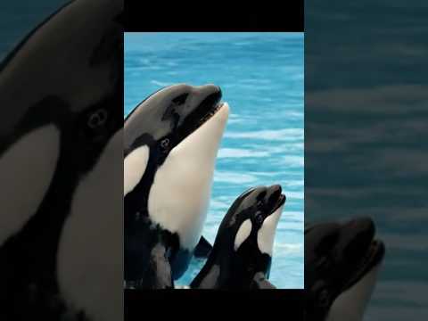 dolphin not responsible #videoshorts #trending #animals #shortsfeed #foryou #viralreels #ytviral #yt
