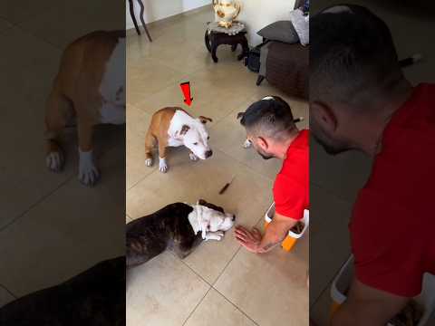 इस Dog को यह खेल समझ नहीं आ रहा था💕