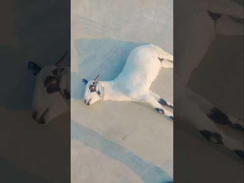 Masha Allah #viral #video #trending #shortsviral #islamic #reels