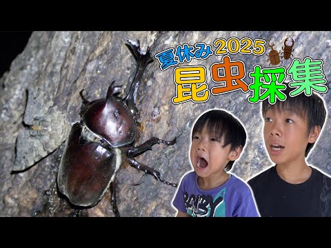夏休み2025 昆虫採集 カブトムシ大量捕獲できるか？