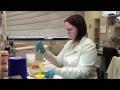 Model Organisms in Research