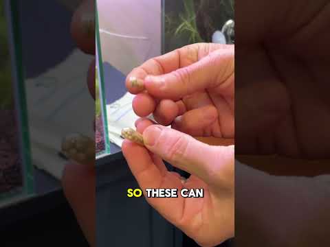 Just Take One Tab You only need a couple tabs to get to a lush and thriving aquascape. Have you ever tried root tabs i