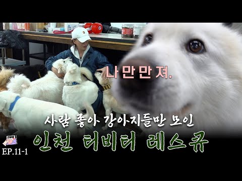 구조부터 입양까지! 부산 번식장에서 하이디와 다즐이를 구조한 티비티 레스큐 T. B.T. Rescue rescues Heidi and Dazzle from breeding farm