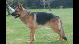 Command Control Protection Dogs CCPD , Protection Dogs For Sale
