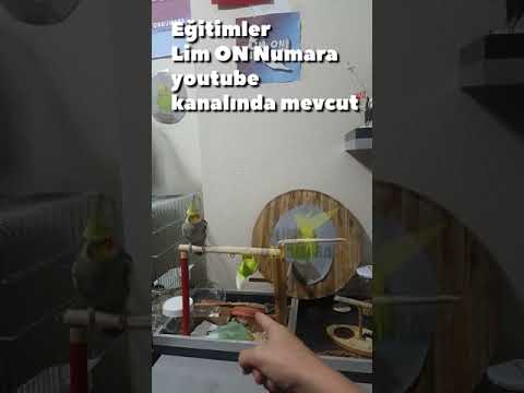 Uzaktan Eğitim Muhabbet Kuşu Eğitimi - Muhabbet Kuşu ile Uzaktan Eğitim - #Shorts
