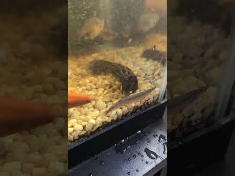 Having a Cooly Summer?  The Black Silver Kuhli Loa 4274 ---- Having a Cooly Summer?  The Black Silver Kuhli Loach is!  (
Don't forget to subscribe, lik