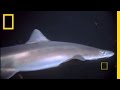 Giant Pacific Octopus and Sharks in an Aquarium
