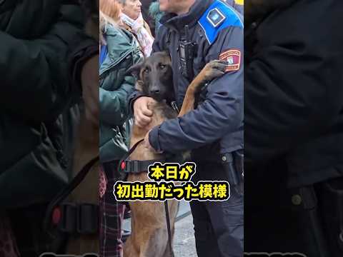 ㊗️100万再生突破‼️シェパードさんの動画見て笑ったら寝ろwww #動物 #シェパード #笑える