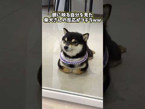 ㊗️100万再生突破‼️柴犬さんの動画見てほっこりしたらおやすみwww　#柴犬 #ほっこり #犬のいる生活