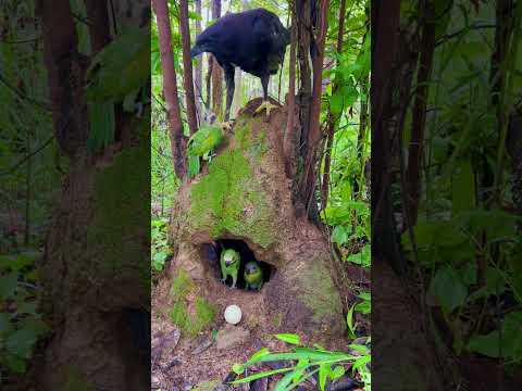 Beautiful eagle lays eggs near parrot hole#bird #eagle #animals #parrot#love