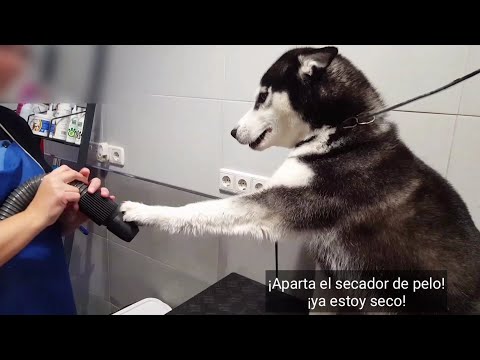 Max ¿qué pasa? Te tienes que BAÑAR y secar el pelo!! || Max the husky