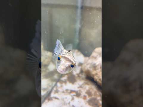 Meet Daddy - Milk Spotted Puffer #pufferfish #dadd 