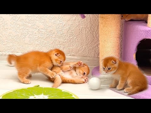 Oh, my God! These three ginger kittens are full of energy!