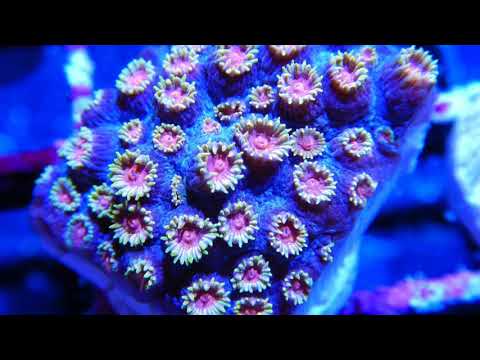 Elite Reef | zoanthids, SPS coral, palythoas, micr Livestock update from Denver, Colorado fish store, Elite Reef, including zoanthids, SPS coral, palyt
