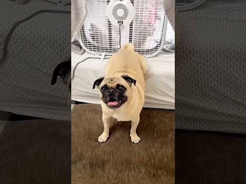 有趣的狗 🐶🐶 Funny dogs episode 16