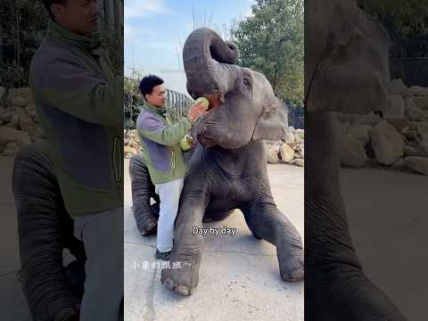 The bullied elephant #animal #cute