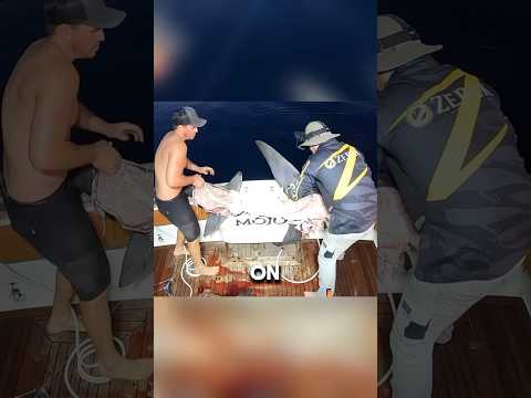 The Half-Eaten Shark Mystery #fishingtips #fish #catchingfish