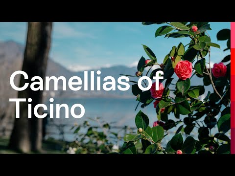 Camellia Park Locarno | Switzerland Tourism