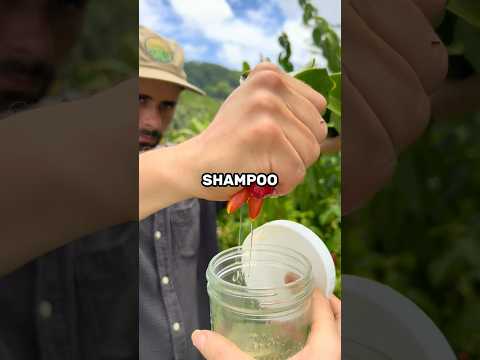 This Plant Makes Its Own Shampoo! 😮
