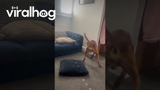 Boxer Dog Determined to Reach Dropped Ball || ViralHog