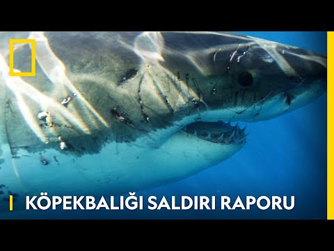 Köpekbalığı Saldırı Raporu | WILD