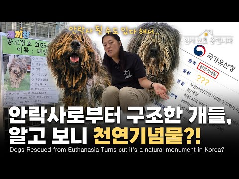 “천연기념물이 왜 여기에?” 시보호소에 버려진 삽살개 가족 "Why is the natural monument here?" Dog family abandoned at shelter