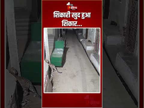 दहशत फैलाने वाला पैंथर पिंजरे में हुआ कैद | Rajasthan Forest Department | Udaipur | Panther Video