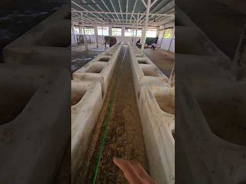 Gaushala Cow shed ka best design #peepalfarm