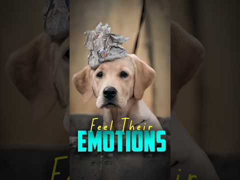 Feel Their Emotions 🥺💔 | Tiger Editz | #shorts #song #movie