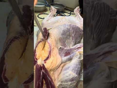 افضل طريقه فتح دوش عجل احترافيه استخراج عرق الحلال بالكامل بكل سهوله شط المقدم لي نصفين كيفيه