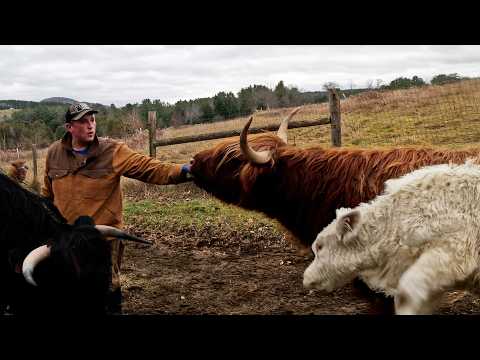 Moving Cattle Before the Storm