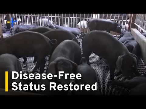 YouTube video thumbnail: Taiwan Regains African Swine Fever-Free Status