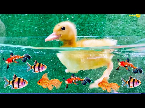 Amazing catch Colorful surprise eggs, crayfish, koi, angelfish, betta fish, goldfish, glofish tetra