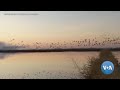 Migratory Birds and Conservation Efforts in California's Central Valley